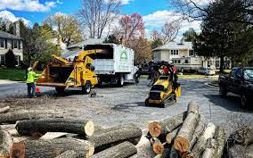 Best Leaf Removal Services  in USA